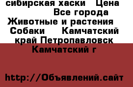 l: сибирская хаски › Цена ­ 10 000 - Все города Животные и растения » Собаки   . Камчатский край,Петропавловск-Камчатский г.